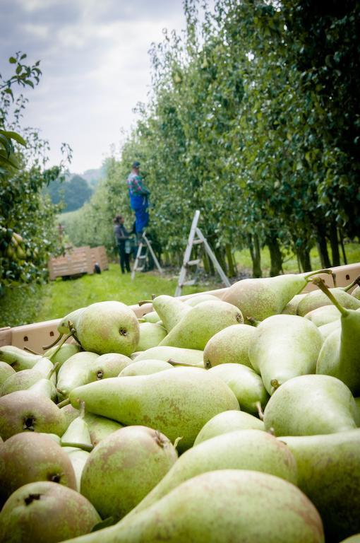 B&B De Fruithoeve Hoeselt Exteriör bild